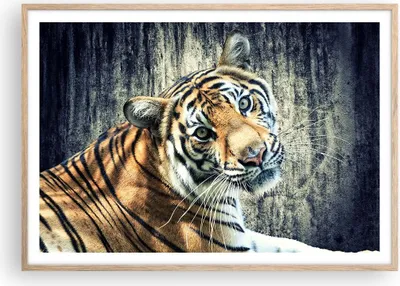 Produktbild von Gerahmtes Poster - Rahmen in heller Eiche - Indien stein tiger wild - 100x70 cm - Wand Bild - Wanddeko - Wandbilder - Wandposter - Bilderrahmen - Bilder - Kunstdruck - Wandbild - P2NAA100x70-2464