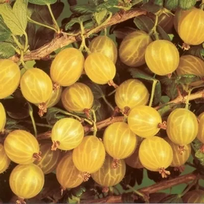 Produktbild von Stachelbeere Hinnonmäki Gül - Ribes uva-crispa Hinnonmäki Gül (Gelb)P9 20-30 cm