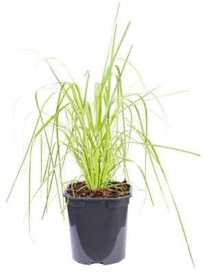 Produktbild von Pampasgras (weiß) - Cortaderia selloana 'Pumila' - Höhe ca. 50 cm, Topf-Ø 17 cm