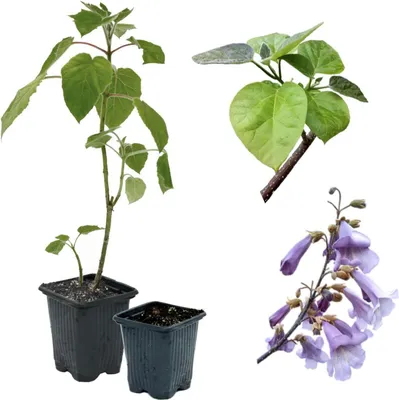 Produktbild von 2 x Paulownia Blauglockenbaum Shandong im 8-10 cm Topf
