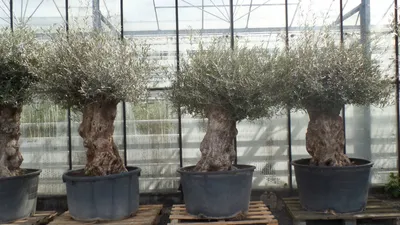 Produktbild von uriger, alter Olivenbaum, knorrige Olive 100 Jahre, winterhart