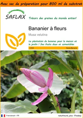 Image de SAFLAX Garden in the bag - Bananier à fleurs - 8 graines - Musa