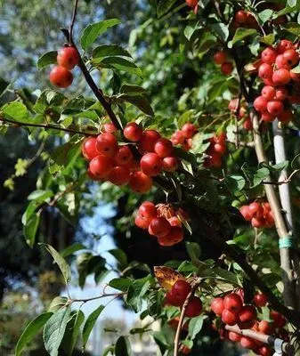 Immagine prodotto di Malus hybr. 'Red Sentinel' - Zierapfel 60- 80 cm - Contenitore