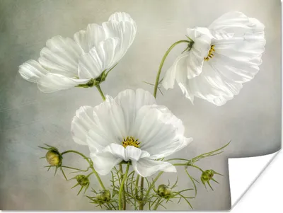 Produktbild von MuchoWow® Poster Blumen - Stillleben - Mohn - Weiß - Botanisch 80x60 cm - Kunst für zu Hause