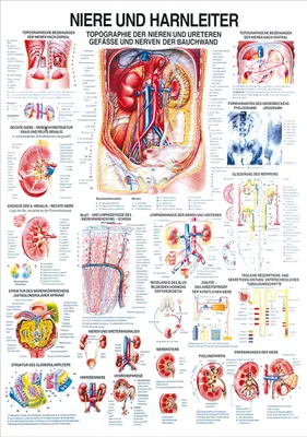 Produktbild von Niere und Harnleiter Lehrtafel Anatomie 100x70 cm medizinische Lehrmittel