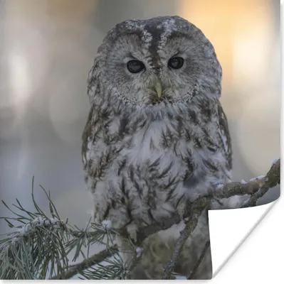 Produktbild von MuchoWow® Poster Nahaufnahme eines Waldkauzes auf einem verschneiten Ast 75x75 cm - Wand Dekoration