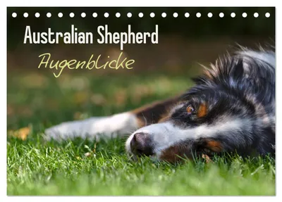 Produktbild von Australian Shepherd - Augenblicke (Tischkalender 2027 DIN A5 quer), CALVENDO Monatskalender