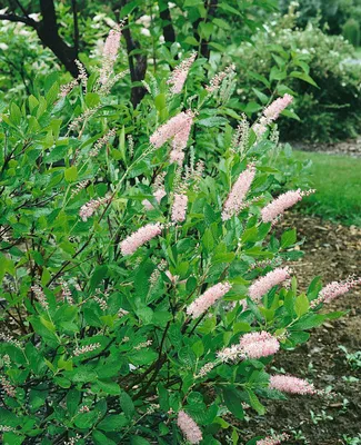 Produktbild von Clethra alnifolia 'Pink Spire', Scheineller, rosa Blüten, 60–80 cm
