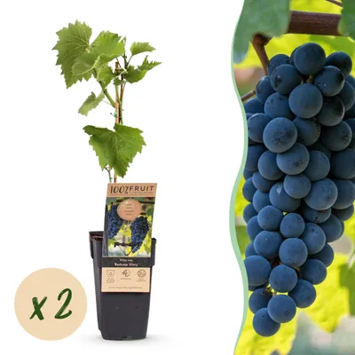 Immagine prodotto di Uva blu - Vitis vinifera Boskoop Glory - 2 piante - Pianta da frutto - 40-50cm - Ø15cm - Pianta da giardino