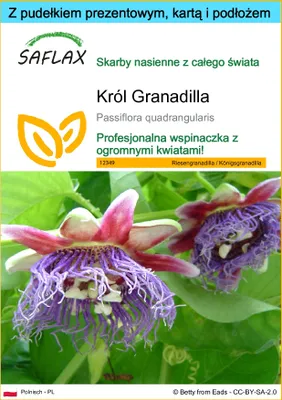 Zdjęcie produktu dla SAFLAX - Zestaw prezentowy - Król Granadilla - 12 Nasiona - Z pudełkiem upominkowym, etykietą wysyłkową, kartą podarunkową i podłożem uprawowym - Passiflora quadrangularis