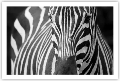 Produktbild von Poster - Poster ohne Rahmen - Tiere Zebra gestreift - 91,5x61 cm - Wand Bild - Wanddeko - Wandbilder - Kunstposter - Wandposter - Bilder - Kunstdruck - Wanddekoration - Wandbild - P2XAA91x61-2254