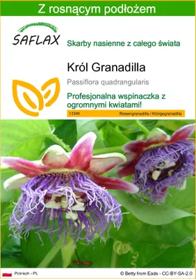 Zdjęcie produktu dla SAFLAX - Król Granadilla - 12 Nasiona - Z podłożem uprawowym wolnym od zarazków - Passiflora quadrangularis