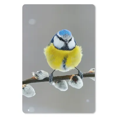 Produktbild von MuchoWow® Mauspad Mousepad Blaumeise - Vogel - Zweig - Gelb - Blau 18x27 cm - Mousepads - Maus Mat - Pad - Mausunterlage