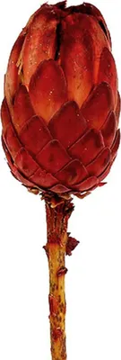 Produktbild von Exotische Protea Grandiceps für kreative Trockenfloristik, 25 Stück