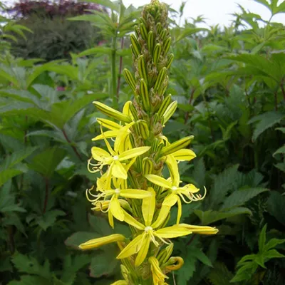 Produktbild von 6 x Mediterrane Junkerlilie - Asphodeline lutea | Topf 9cm x 9cm