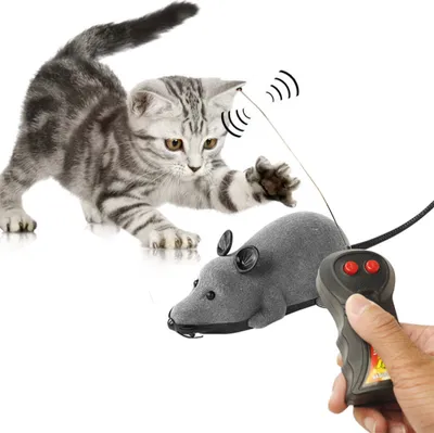 A kitten playing with a remote-controlled toy mouse.