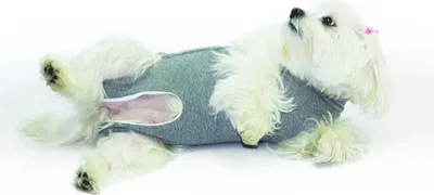 Produktbild von Fashion Dog Cura Pets OP- und Wundschutz-Body für Hunde und Katzen - 30 cm
