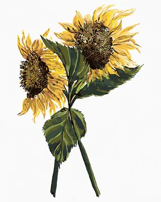 Produktbild von Zuty - Malen nach Zahlen - SONNENBLUMEN (ALEXANDRIA GILBERT), 40x50 cm, ohne Keilrahmen