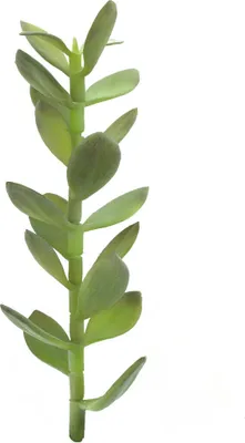 Produktbild von EUROPALMS Geldbäumchen-Spross, Kunstpflanze, 30cm (82809010)
