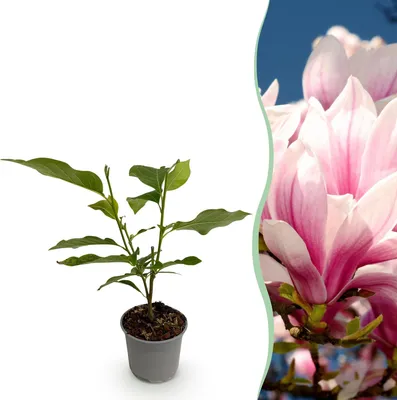 Produktbild von GreenboutiQ - Gartenpflanze - Magnolia soulangeana - Blüte Rosa - 1 Pflanze - Laubabwerfend - Wenig Pflege - Topf 12cm Höhe 30cm