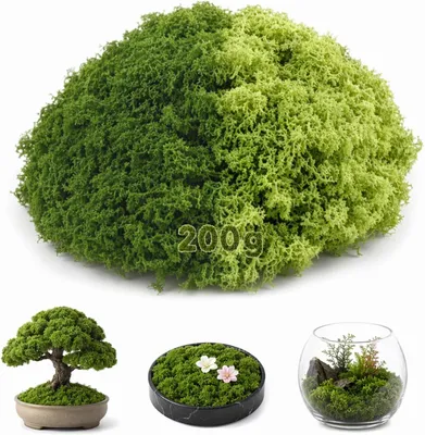 Image de Kunstmoos Dekomoos, 200g, vert foncé et vert clair, pour modélisme