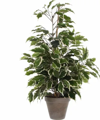 Produktbild von Mica Decorations Kunstliche Pflanze Ficus - grun/weis - 65 cm - innen