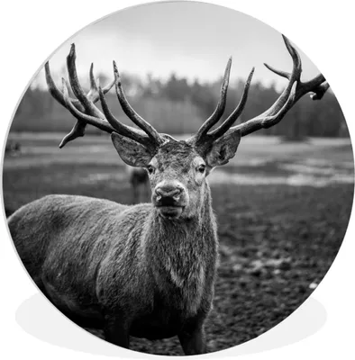 Produktbild von MuchoWow® Rundes Wandbild - Runde Bilder Tiere - Hirsch - Geweih - Schwarz und weiß - Natur Ø 30 cm Kreis Wanddekoration Kunststoff - Wandkreis - Wandschmuck - Schlafzimmer - Bilder - Der Kreis - Kunst für die Wohnung - Plastik - Kunstdruck - Wandbild