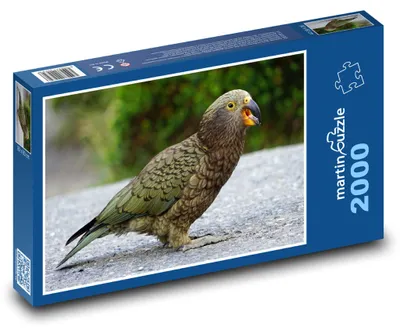 Produktbild von Puzzle 2000 Kea, Bergpapagei - martinpuzzle