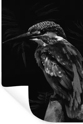 Produktbild von MuchoWow® Wandtattoo Wandsticker Wandaufkleber Vogel auf einem Zweig vor schwarzem Hintergrund - schwarz und weiß 40x60 cm Selbstklebend und Repositionierbar - Wierderverwendbar - Selbstklebend