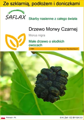 Zdjęcie produktu dla SAFLAX - Zestaw do uprawy - Drzewo Morwy Czarnej - 200 Nasiona - Z mini szklarnią, podłożem uprawowym i 2 doniczkami - Morus nigra