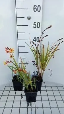 Zdjęcie produktu dla 6 x  Crocosmia hybr. 'Jackanapes' - Crocosmia - Doniczka 9 x 9 cm