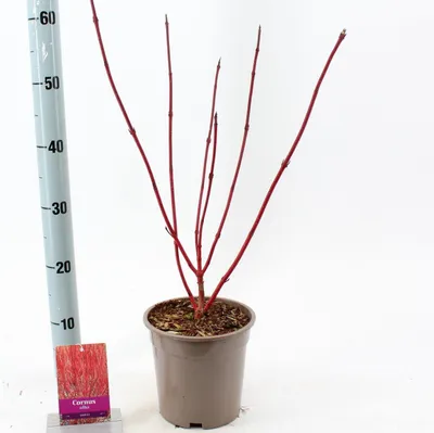 Zdjęcie produktu dla Cornus alba 'Sibirica' – dereń | 40–60 cm w doniczce