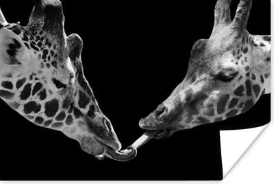Produktbild von MuchoWow® Poster Tiere - Schwarz - Giraffe - Weiß - Porträt 180x120 cm - Fotoplakat