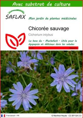 Image de SAFLAX  - Chicorée sauvage - 250 graines - Avec substrat - Cichorium