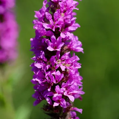 Zdjęcie produktu dla Lythrum salicaria - spireja krwista, 6 sztuk, srednica 9cm, wysokosc 10 - 25cm
