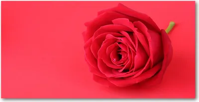 Produktbild von Tulup® Glas-Bild - 100x50 -Wandkunst - Wandbild hinter gehärtetem Sicherheitsglas  - Kunst: modern & klassisch - Rote Rose - Rot