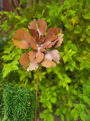 Immagine prodotto di Edelrost Blume Babett