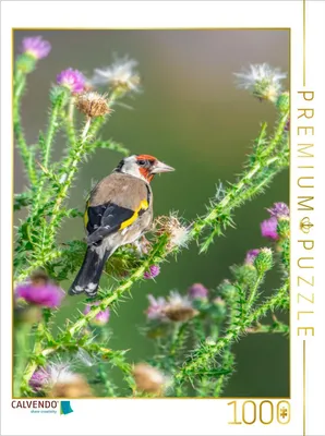 Produktbild von CALVENDO Puzzle Stieglitz | 1000 Teile Lege-Größe 64x48cm Foto-Puzzle für glückliche Stunden