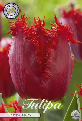 Artikelbild 2 von 'Tulpe Crystal Beauty (10 Stück)' aus der Kategorie Tulpenzwiebeln