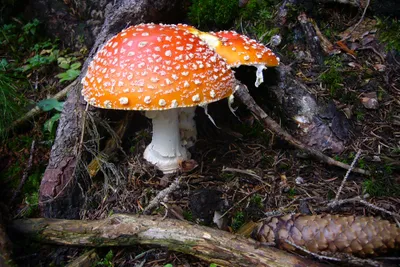 Produktbild von 3 D Ansichtskarte Fliegenpilz, Postkarte Wackelkarte Hologrammkarte Fliegenpilze