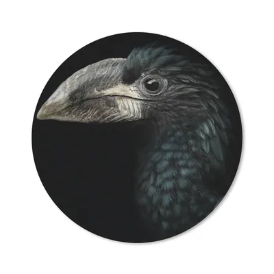 Produktbild von MuchoWow® Mauspad Mousepad Vogel - Porträt - Hornvogel - Schwarz - Tiere 20x20 cm - Mousepads - Maus Mat - Pad - Mausunterlage - Schreibtischmatte