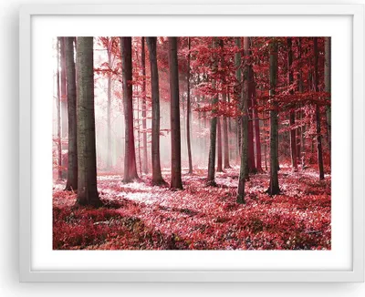 Produktbild von Gerahmtes Poster - Weißer Rahmen - Wald Rot Bäume - 50x40 cm - Wand Bild - Wanddeko - Wandbilder - Kunstposter - Wandposter - Bilderrahmen - Bilder - Kunstdruck - Wanddekoration - P2WAA50x40-4944