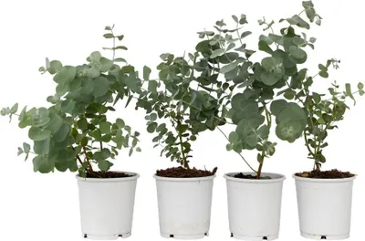 Produktbild von Eukalyptus - 4 Stk - Eucalyptus 'Pulverulenta' - Höhe 25-40cm - ⌀12cm