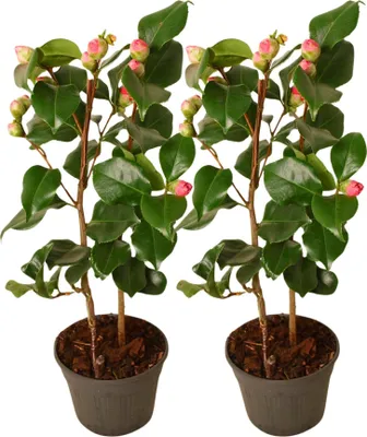 Produktbild von Japanische Rose - 2 Stk - Camellia japonica 'Dr. King' - Höhe 50-60cm - ⌀15cm