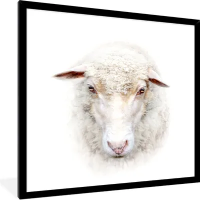 Produktbild von MuchoWow® Gerahmtes Poster Schafe - Porträt - Wolle 40x40 cm - Poster mit Schwarzem Bilderrahmen Wandposter Rahmen Foto Bilder - Mit Rahmen - Wanddekoration Schlafzimmer