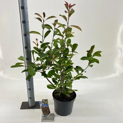 Immagine prodotto di Photinia fraseri ‘Red Robin’ - Fotinia | 60-70 cm in vaso