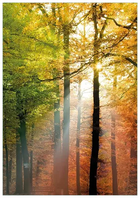 Produktbild von Wallario Premium Glasbild, freischwebende Optik, kräftige Farben, Größe 100 x 70 cm Motiv Sonnenuntergang im Herbstwald