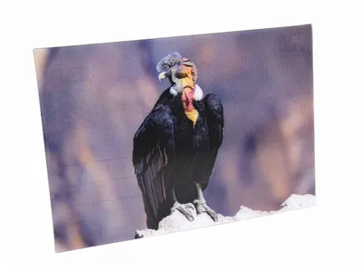 Immagine prodotto di 3 D immagine cartolina condor, cartolina wobble card carta ologramma animali animale uccello