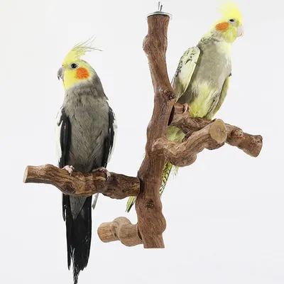 Produktbild von 6 Stücke Natürliche Vogelbaars mit Kauwspeelzeug - Vogelstandaard Weintraube für Papageien - Wellensittiche und Nymphensittiche