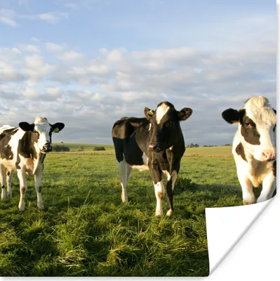 Produktbild von MuchoWow® Poster Kühe - Sonne - Tiere 75x75 cm - Wand Dekoration